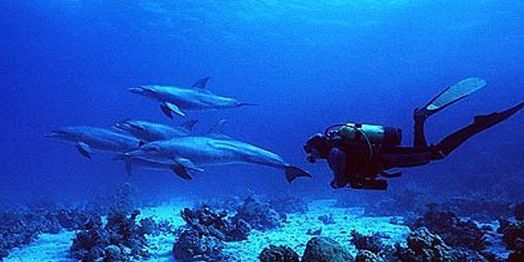8 dolphin dives in mauritius